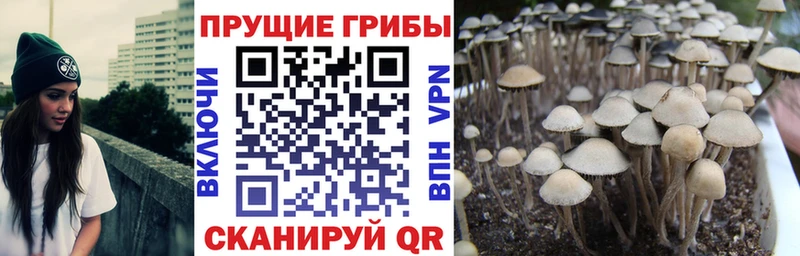 Псилоцибиновые грибы Cubensis  даркнет сайт  Холм 